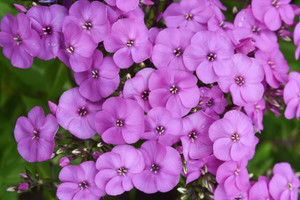 Phlox (Garden), Super Ka-Pow Lavender Phlox (Garden), Super Ka-Pow Lavender