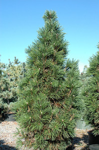 Mugo Pine, Columnar