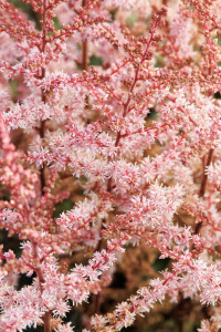 Astilbe, Beauty of Ernst/Color Flash Astilbe, Beauty of Ernst/Color Flash