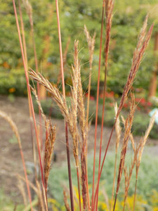 Image courtesy of Missouri Botanical Garden.