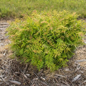 'Matcha Ball' False Spirea, Sem 'Matcha Ball' False Spirea, Sem