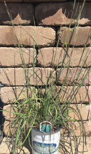 Little Bluestem Grass, The Blues Little Bluestem Grass, The Blues