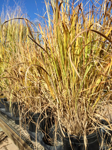 Early fall color of 'Northwind' switch grass. Early fall color of 'Northwind' switch grass.