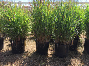 5 gallon containers of 'Shenandoah' in the nursery. 5 gallon containers of 'Shenandoah' in the nursery.