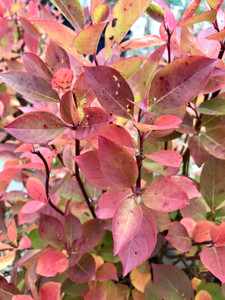 Little Henry™ autumnal color. TimberPine