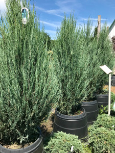 'Skyrocket' Rocky Mountain juniper in the nursery. TimberPine