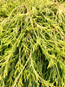 Close up of 'King's Gold' Thread-branch False Cypress. TimberPine