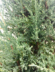Eastern Red Cedar, Taylor Eastern Red Cedar, Taylor