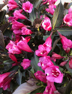 Weigela, Wine and Roses Weigela, Wine and Roses