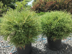 5 gallon containers of Mr. Bowling Ball® Arborvitae in the nursery. TimberPine
