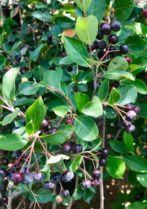 Ripening black fruit in late summer. TimberPine