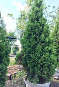 'Holmstrup' balled and burlapped. TimberPine