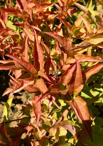 Foliage in midsummer. TimberPine