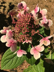 Blossoms of faded panicles in late summer. TimberPine