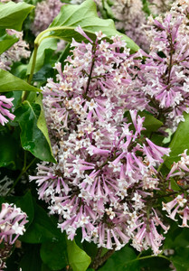 Flowers in late spring.