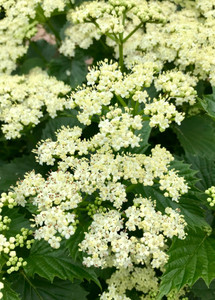 Arrowwood Viburnum, Autumn Jazz Arrowwood Viburnum, Autumn Jazz