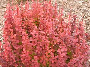 Barberry, Orange Rocket Barberry, Orange Rocket