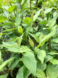 Red Twig Dogwood, Isanti Red Twig Dogwood, Isanti