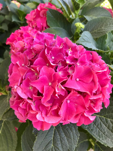 Fuchsia Glow™ large-leafed hydrangea close up. TimberPine