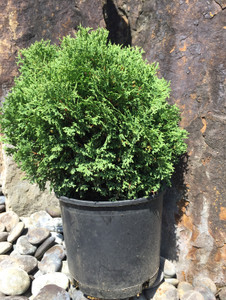 5 gallon container of 'Hetz Midget'. TimberPine