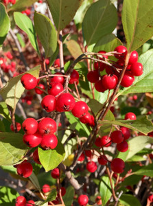 Fruit in fall. Fruit in fall.