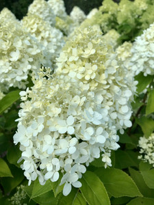The cone-shaped flower heads of 'Limelight' panicle hydrangea. TimberPine