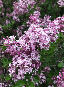 Blooms in late May. TimberPine