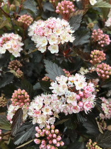 Flowers in early summer. Flowers in early summer.