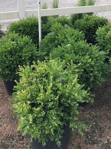 'Green Velvet' boxwood in our nursery. TimberPine