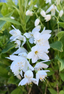 Flowers in late spring. TimberPine