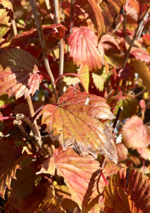 Arrowwood Viburnum, Blue Muffin Arrowwood Viburnum, Blue Muffin