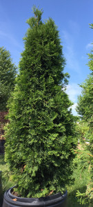 15 gallon container of 'Emerald Green' arborvitae. TimberPine