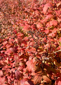Japanese Spirea, Goldflame Japanese Spirea, Goldflame