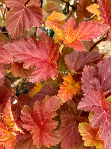 New growth in the spring. TimberPine