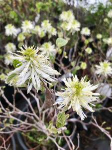 The honey scented spring flowers of 'Mount Airy' The honey scented spring flowers of 'Mount Airy'
