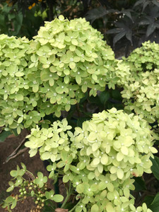 Blooms as the white fades to green.