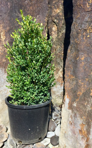 5 gallon container of 'Green Mountain' boxwood. TimberPine