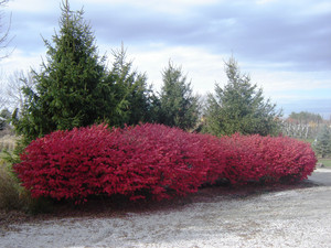 A line of dwarf burning bushes in the fall. TimberPine