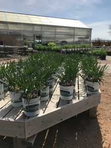 Ornamental Onion (Allium), Summer Beauty Ornamental Onion (Allium), Summer Beauty