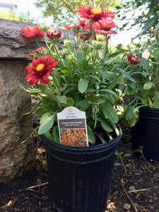 'Arizona Red' 1 gallon container. TimberPine
