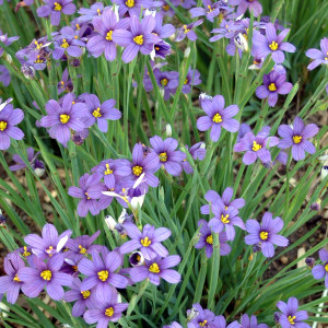 Close up of 'Lucerne'. ©Walters Gardens, Inc. Close up of 'Lucerne'. ©Walters Gardens, Inc.
