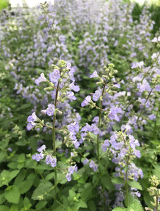 Close up of 'Purrsian Blue' catmint flowers. Close up of 'Purrsian Blue' catmint flowers.