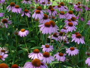 Coneflower, Magnus