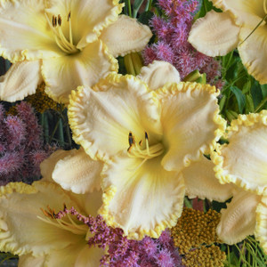 Close up of 'Marque Moon'. ©Walters Gardens, Inc. Close up of 'Marque Moon'. ©Walters Gardens, Inc.