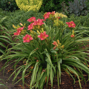 'Passionate Returns' in the landscape. ©Walters Gardens, Inc. 'Passionate Returns' in the landscape. ©Walters Gardens, Inc.