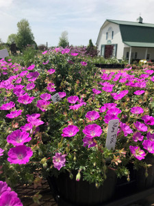 Cranesbill (Geranium), Max Frei Cranesbill (Geranium), Max Frei