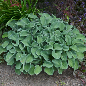 'Blue Mouse Ears' hosta in the landscape. ©Walters Gardens, Inc. 'Blue Mouse Ears' hosta in the landscape. ©Walters Gardens, Inc.