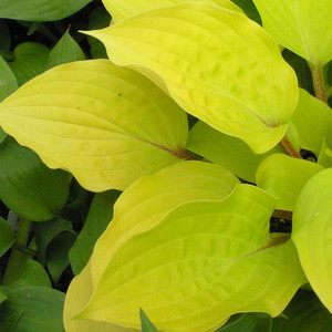 Close up of 'Fire Island' leaves. ©Walters Gardens, Inc. Close up of 'Fire Island' leaves. ©Walters Gardens, Inc.