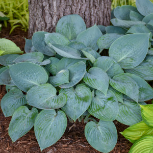'Prairie Sky' hosta in the landscape. ©Walters Gardens, Inc. 'Prairie Sky' hosta in the landscape. ©Walters Gardens, Inc.