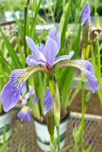 Close up of the flower head. TimberPine